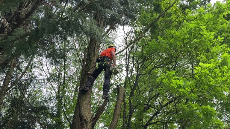 Best Stump Grinding and Removal  in Roslyn, NY